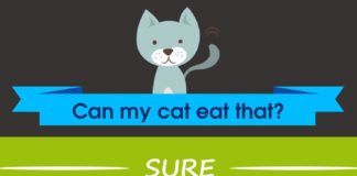 Food infographic – What do cats eat? Here are 40 human food that are safe, dangerous, and some in t…
