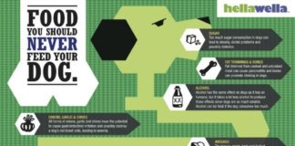 Food infographic – What not to feed your dog