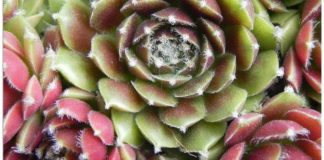 Psychology : Premo Polymer Clay Color Mixing Recipes for Color Palette #8