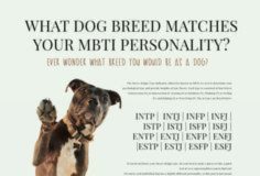 Psychology : What Dog Breed Matches Your MBTI Personality Type?