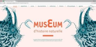 Business infographic : Business infographic : Refonte du site web du museum d’histoire naturelle de Nantes.(Projet fictif)…