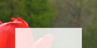 Management : Comment bien négocier son salaire à l’embauchequand on est maman ?