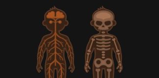 Medical infographic : Human Body Anatomy Set. Medical Infographic