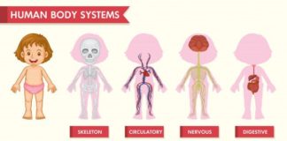 Medical infographic : Scientific medical infographic of girl human systems