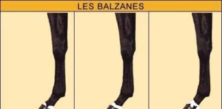 Psychology : Psychology : COULEURS ET MARQUES