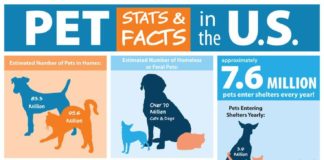 Statistics infographic : Pet Ownership & Shelter Statistics (infographic)