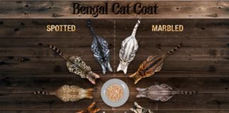 the infographics show – A Visual Guide to Bengal Cat Colors & Patterns