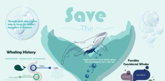 infographic – Save The Whales Infographic