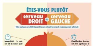 infographic chart – Cerveaux droit, cerveau gauche ?