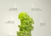 infographics sample – Proximity Madrid: Cucumbers and Melons, 5