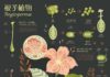 the infographics show – Infographic Design – Plants