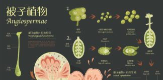 the infographics show – Infographic Design – Plants